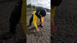 Digging Steamer Clams Fast [upl. by Naginarb]