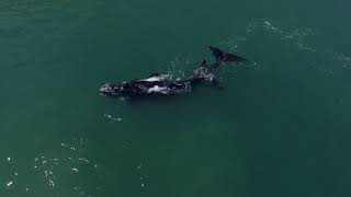 Rare video of whales mating in Hout Bay [upl. by Noral790]