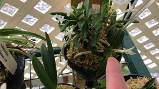 Neofinetia Falcata Collection [upl. by Sinnal316]