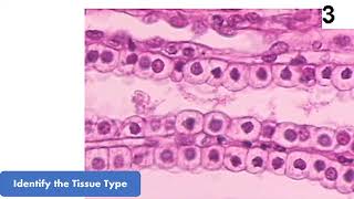 New Epithelial Tissue Virtual Flash Cards for Anatomy Quiz and Practical Exam [upl. by Rainah]