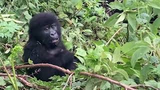 Mgahinga Mountain Gorilla National Park uganda travelvlog [upl. by Jacklin998]