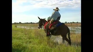 Nossa equipe acompanhou a travessia de três semanas do gado no Pantanal [upl. by Arrik]