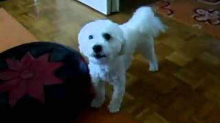 bichon bolonais chanteurmp4 [upl. by Sherwynd]