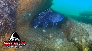 THE WRECK OF THE SS LLEWELLYN HOWLAND  NEWPORT RHODE ISLAND RHODEISLANDDIVING [upl. by Jameson327]