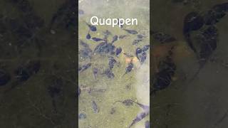 Quappen Kaulquappen schwimmen im Teich Wasser [upl. by Horgan]