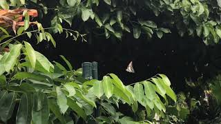 ミナミミカドアゲハGraphium eurypylus 20200103 Cairns Botanic Gardens Butterfly of Australia [upl. by Amandy]