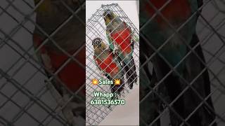 Crimson bellied Conure Proven pair master varisu tamil anirudh masterrelease vijaythemaster [upl. by Tam]