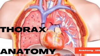 Thorax Explained in 2 amp half minutes  Thorax Structure and Function  Composition of Thoracic Cage [upl. by Odawa]