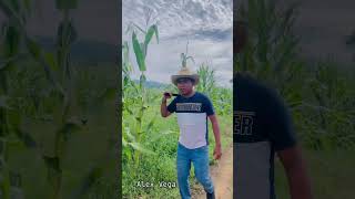 El Tejón Le Está Dando Duro A Mi Milpa🦨👻🔥😂 humor milpa plagas virals viralvideo Guerrero [upl. by Aivekahs]