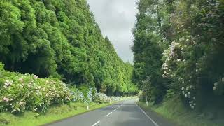 De met hortensias omzoomde wegen van Terceira  26 juli 2023 [upl. by Eichman]