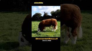 SIMMENTALBULLL Simmental ishqibozlari uchun maxsus [upl. by Notserp]