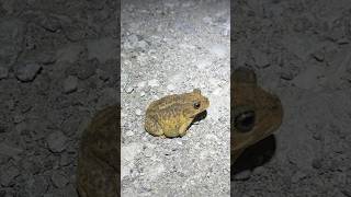 This Spadefoot Toad Really Loves the Road [upl. by Audrey]