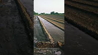 Check Flood irrigation methodचेक  बाढ़ सिंचाई विधिirrigationmethodfarmingagricultureshorts [upl. by Yeldah314]