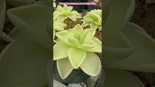 Pinguicula ehlersiae x gigantea [upl. by Arek663]