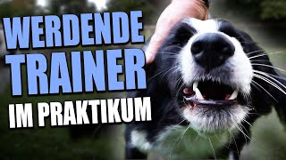 Die Problematik in der Ausbildung zum Hundetrainer [upl. by Fleda36]