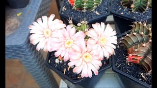 And they finally bloom variegated gymnocalycium [upl. by Eresed669]