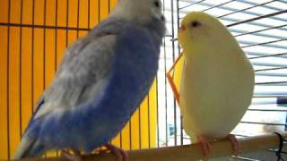 Parakeet Mating Dance [upl. by Marketa]