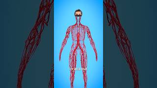 Blood Vessel of Human Body  3 D Animation anatomy fracture medicalanimation shorts [upl. by Jarl]