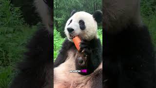 Panda LOVES Carrot Treats 🥕🐼 [upl. by Santa982]