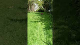 Kress KR174E Robotic Mower cutting long grass up a slope shorts grasscutting kress robotmower [upl. by Ielerol419]