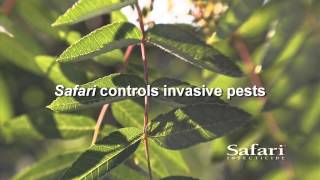 Benefits of Nufarm Safari® Insecticide [upl. by Feodora]