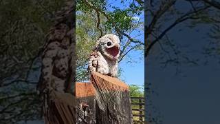 Potoo Craziest looking Bird [upl. by Aicener]