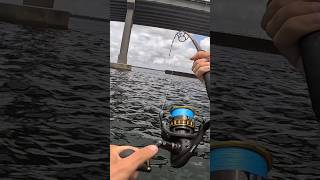 When a 42” Redfish eats your bait kayakfishing bridgefishing panamacityflorida [upl. by Scuram]