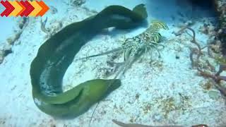 Green moray and lobster fight 2024 [upl. by Carleen766]