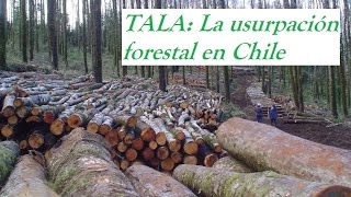 TALA La usurpación forestal en Chile Documental completo [upl. by Paymar]