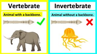 Vertebrate vs invertebrate🤔  Types of animals  Whats the difference [upl. by Ykcir]