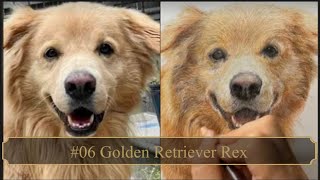 【色鉛筆画 colored Pencil Drawings】 06 Golden retriever Rex [upl. by Lexerd181]