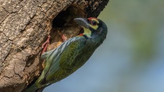 Coppersmith barbet Calling wildlife birds barbet birdcalling [upl. by Lamhaj]