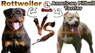 Rottweiler Vs American Pitbull Terrier  Dog vs Dog series  Telugu [upl. by Errick]