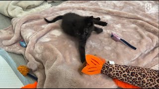 Kitten suffers from wobbly cat syndrome [upl. by Alexander365]