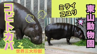 東山動物園 世界三大珍獣コビトカバに会ってきた [upl. by Anaujait]