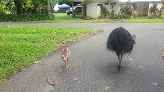 Southern cassowaries at Etty Bay [upl. by Yelsgnik596]