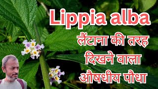 Lippia alba  Bushy Lippia  A plant like Lantana लैंटाना जैसा औषधीय पौधा जो आक्रांता नहीं है India [upl. by Nylavad]