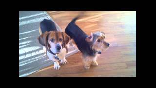 Funny Beagle Head Tilting Action  Beagle and Borkie Dogs [upl. by Gnivri]