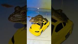 RC frog testing ￼shortvideo unboxing [upl. by Victoir]