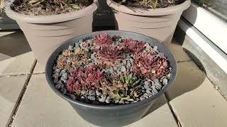 Kalkung der Hauswurz Sempervivum Steinrose liveforever houseleek or Hen and chicks [upl. by Ursula]