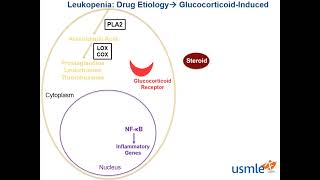 Leukopenia USMLE [upl. by Hanae]