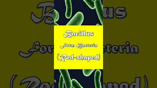 Bacillus Form Bacteria Explained in 45 Seconds bacillus bacteriaexplained microbiology [upl. by Kalinda]