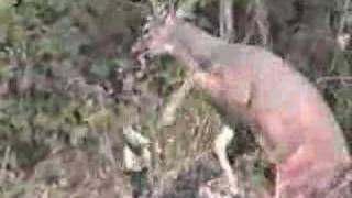 Whitetail Deer attacks Hunter [upl. by Ahsat869]