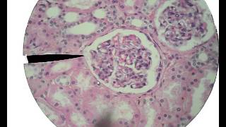 Histology for Beginners [upl. by Ydnac]