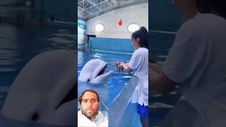 dolphin cute 😘🐬ytshortsfunny dolphindiscovery dolphinlove cute [upl. by Haleehs476]