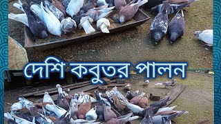 কবুতর পালন 🕊️🕊️ [upl. by Alpheus]