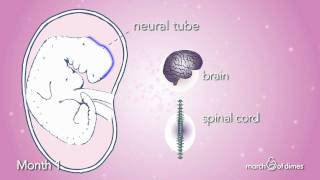 How Your Baby Grows Month 1 [upl. by Euphemia863]