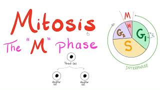 Mitosis  Cell Division  The M Phase of the Cell Cycle  Biology for MCAT DAT SAT ACT AP Bio [upl. by Leodora]