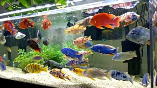 7 Beautiful African Cichlid Tank  Amazing Cichlids Varieties [upl. by Feilak]