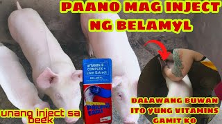 ep7paano mag inject ng belamyl sa biik [upl. by Esilrahc835]